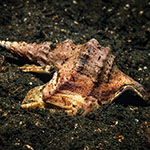 Aporrhais pespelecani